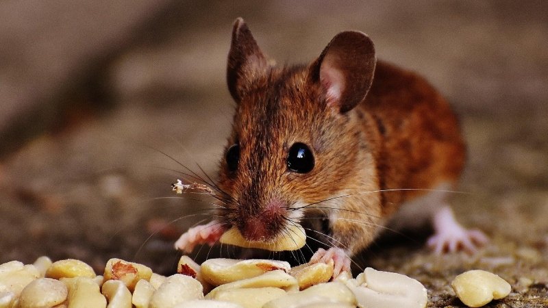 Mouse